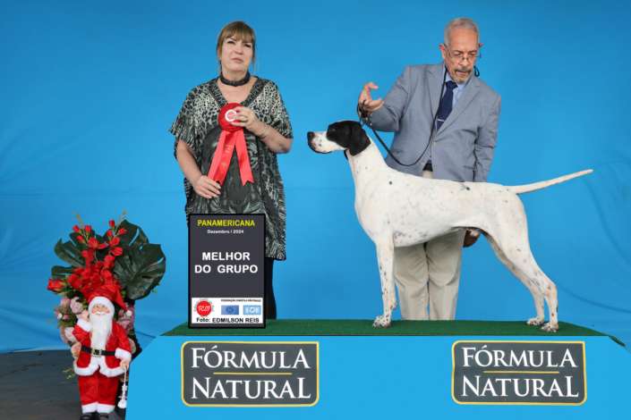 Filhotes de Pointer Ingles