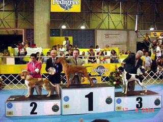 Filhotes de Pointer Ingles