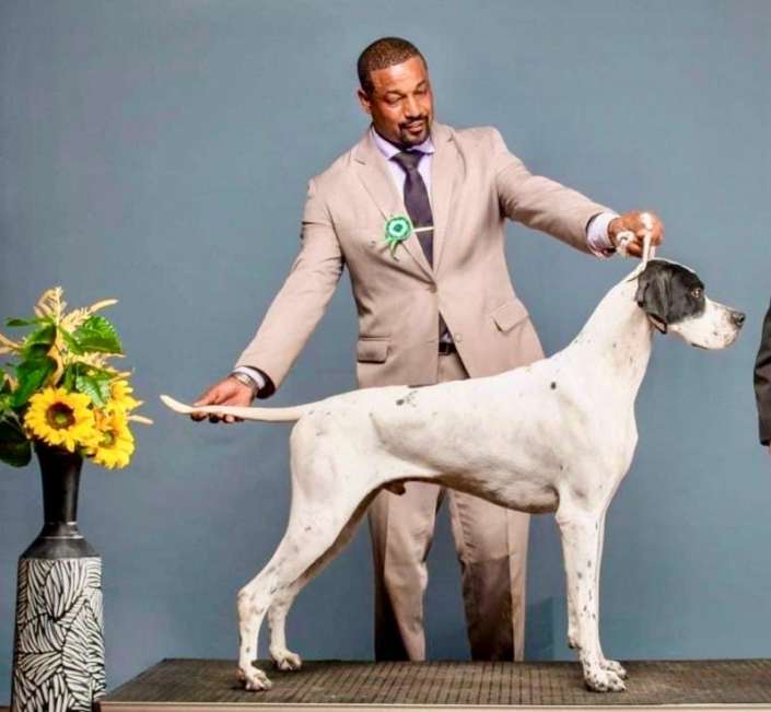 Filhotes de Pointer Ingles