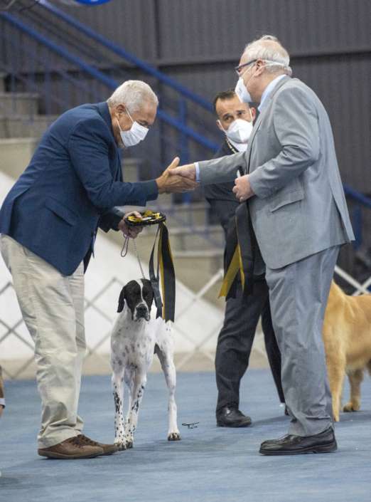 Filhotes de Pointer Ingles