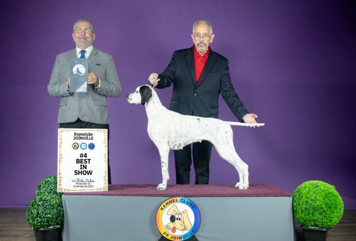 Filhotes de Pointer Ingles