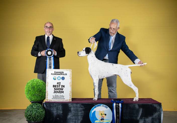 Filhotes de Pointer Ingles