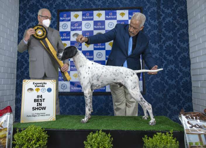 Filhotes de Pointer Ingles