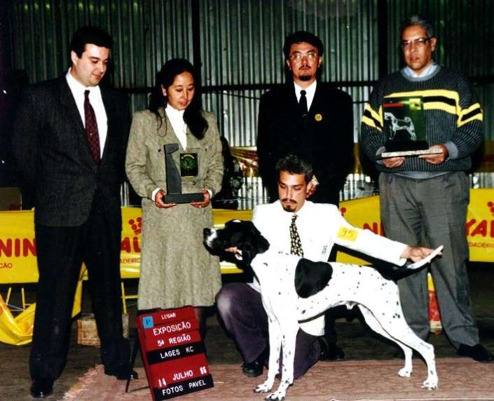 Filhotes de Pointer Ingles