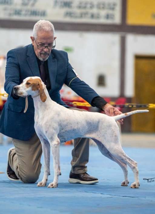 Filhotes de Pointer Ingles