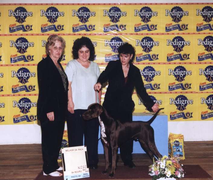 Filhotes de Pointer Ingles