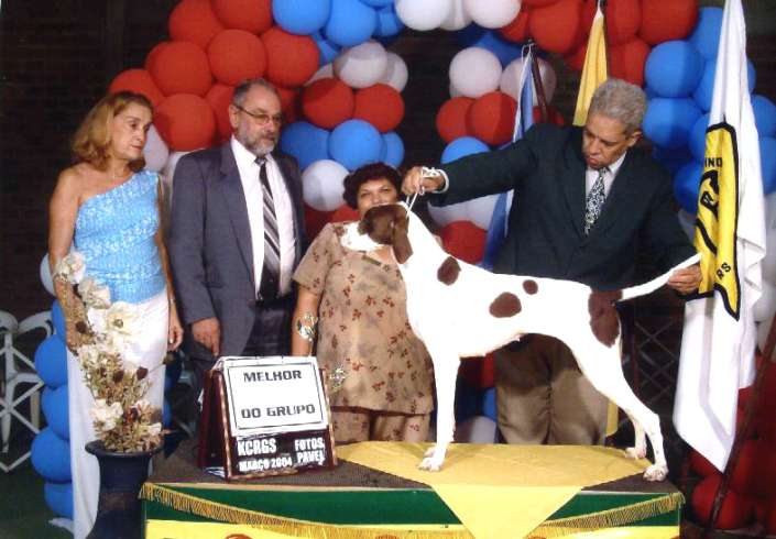 Filhotes de Pointer Ingles