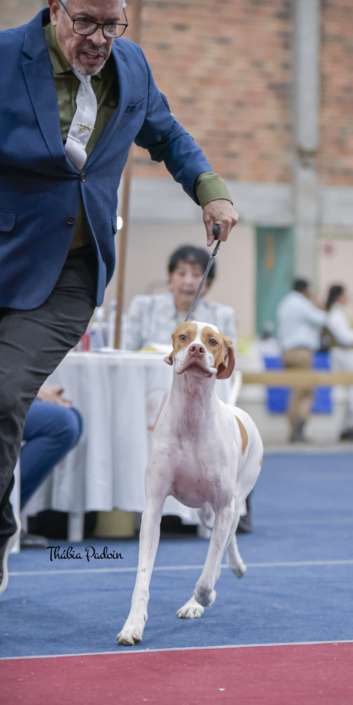 Plantel com campeões nacionais e internacionais, linhagens selecionadas de Pointer Inglês e Pintchers...