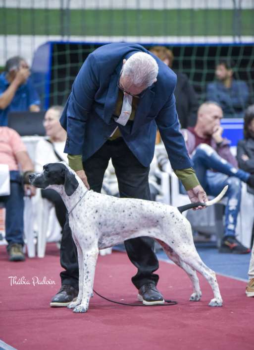 Plantel com campeões nacionais e internacionais, linhagens selecionadas de Pointer Inglês e Pintchers...