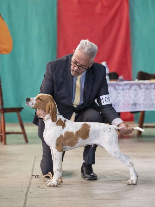 Plantel com campeões nacionais e internacionais, linhagens selecionadas de Pointer Inglês e Pintchers...