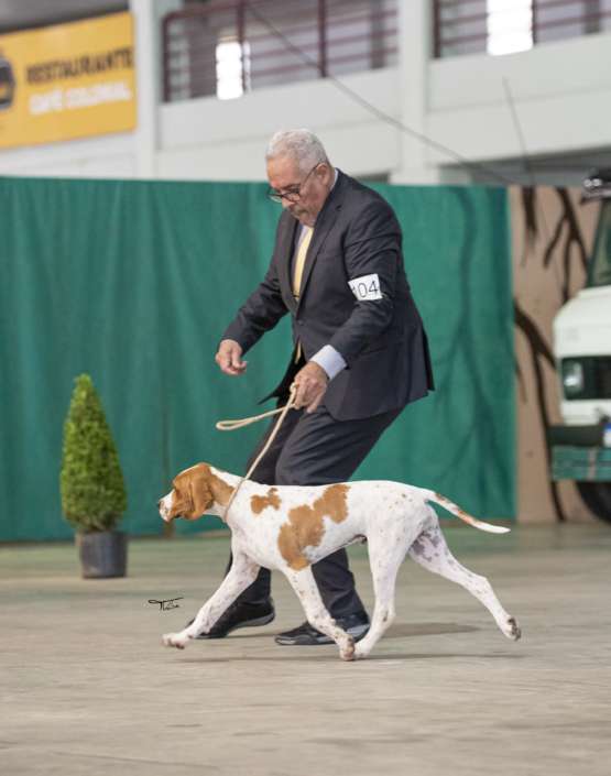 Plantel com campeões nacionais e internacionais, linhagens selecionadas de Pointer Inglês e Pintchers...