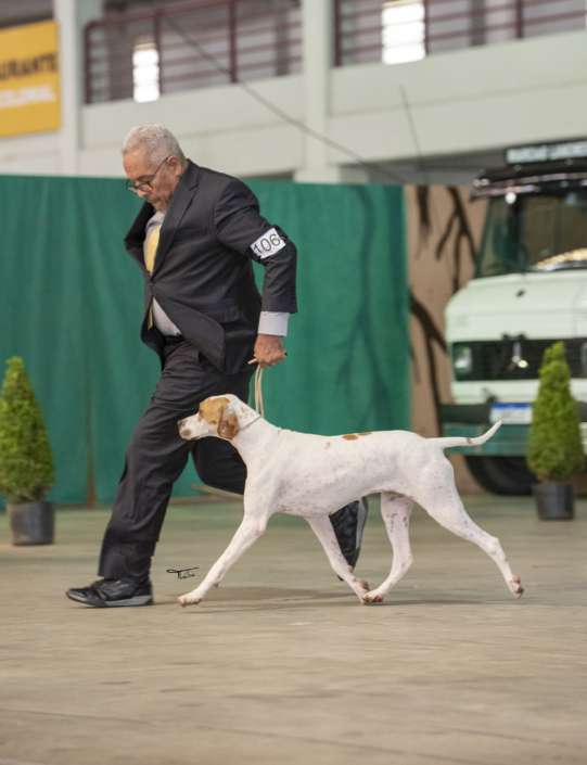 Plantel com campeões nacionais e internacionais, linhagens selecionadas de Pointer Inglês e Pintchers...