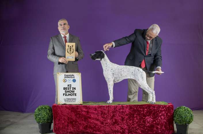Plantel com campeões nacionais e internacionais, linhagens selecionadas de Pointer Inglês e Pintchers...