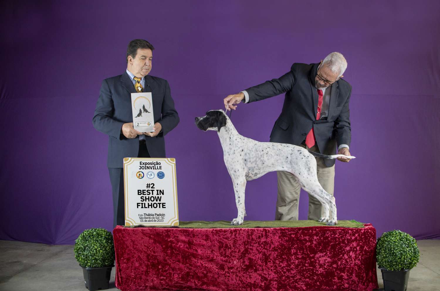 Plantel com campeões nacionais e internacionais, linhagens selecionadas de Pointer Inglês e Pintchers...