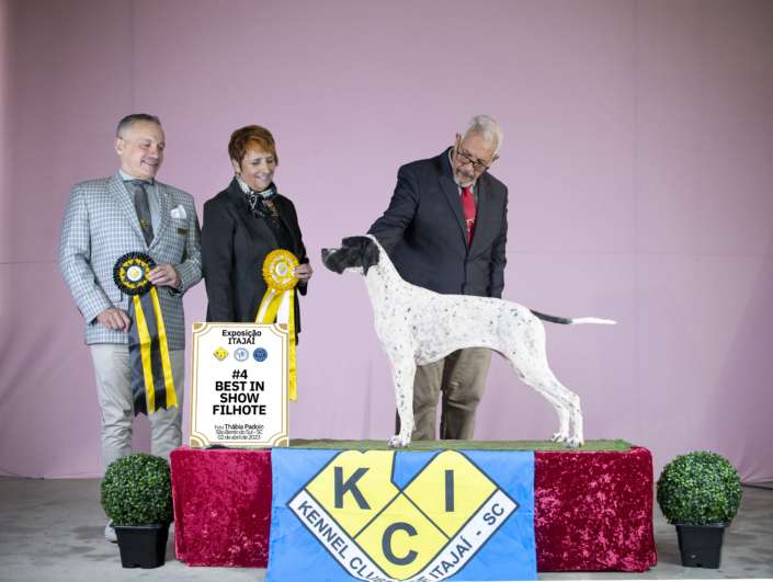 Plantel com campeões nacionais e internacionais, linhagens selecionadas de Pointer Inglês e Pintchers...