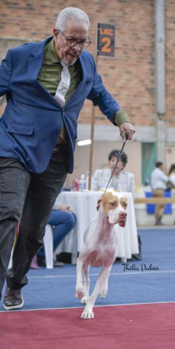 Plantel com campeões nacionais e internacionais, linhagens selecionadas de Pointer Inglês e Pintchers...