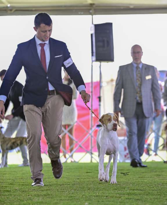 Plantel com campeões nacionais e internacionais, linhagens selecionadas de Pointer Inglês e Pintchers...