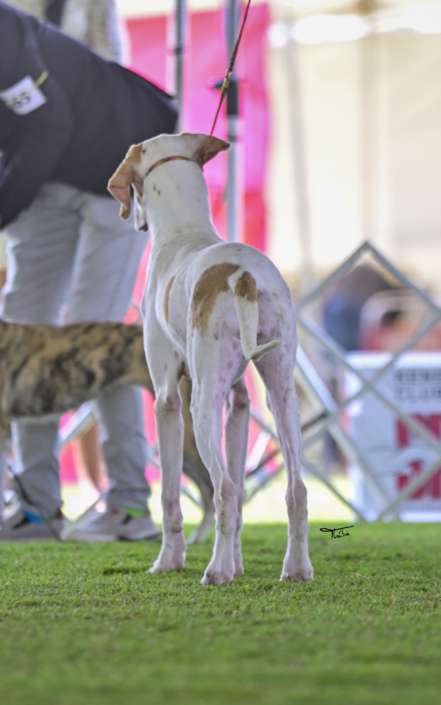 Plantel com campeões nacionais e internacionais, linhagens selecionadas de Pointer Inglês e Pintchers...