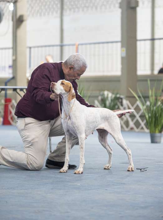 Plantel com campeões nacionais e internacionais, linhagens selecionadas de Pointer Inglês e Pintchers...