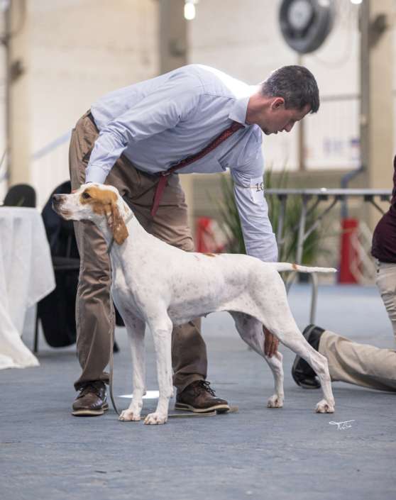 Plantel com campeões nacionais e internacionais, linhagens selecionadas de Pointer Inglês e Pintchers...