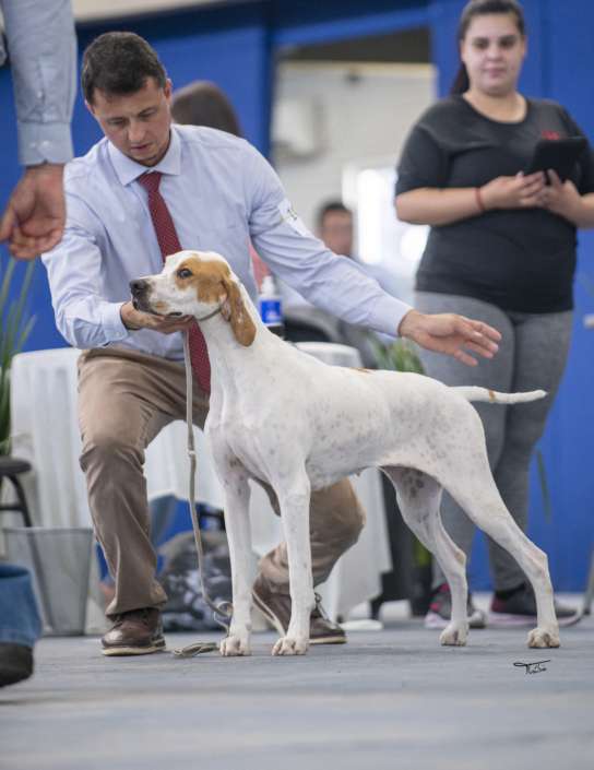 Plantel com campeões nacionais e internacionais, linhagens selecionadas de Pointer Inglês e Pintchers...
