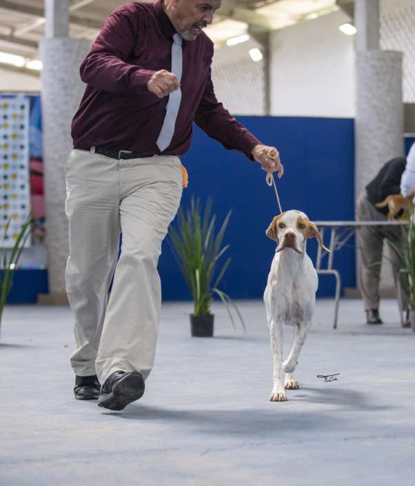 Plantel com campeões nacionais e internacionais, linhagens selecionadas de Pointer Inglês e Pintchers...