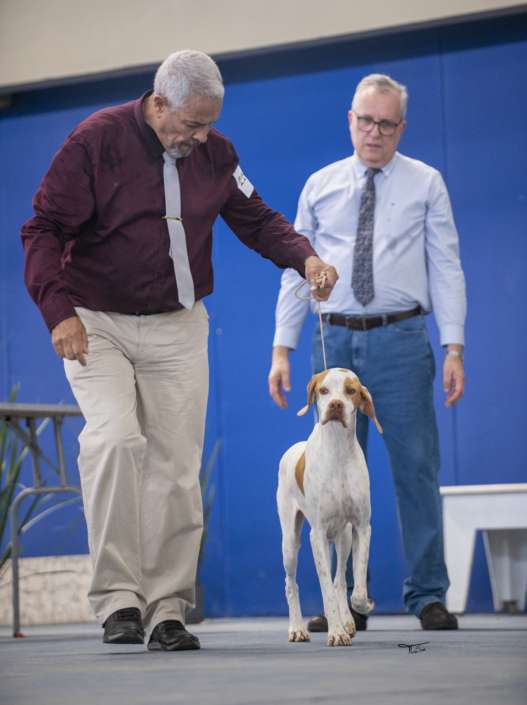 Plantel com campeões nacionais e internacionais, linhagens selecionadas de Pointer Inglês e Pintchers...