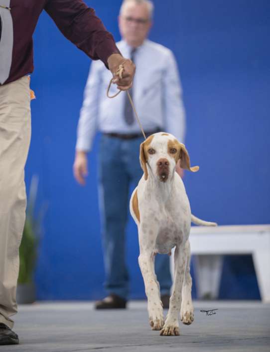 Plantel com campeões nacionais e internacionais, linhagens selecionadas de Pointer Inglês e Pintchers...