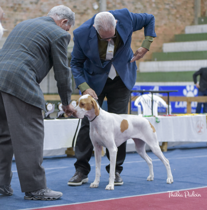 Plantel com campeões nacionais e internacionais, linhagens selecionadas de Pointer Inglês e Pintchers...