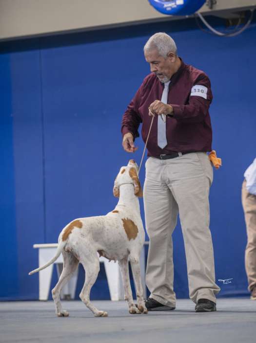 Plantel com campeões nacionais e internacionais, linhagens selecionadas de Pointer Inglês e Pintchers...