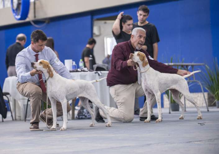 Plantel com campeões nacionais e internacionais, linhagens selecionadas de Pointer Inglês e Pintchers...