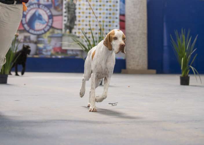 Plantel com campeões nacionais e internacionais, linhagens selecionadas de Pointer Inglês e Pintchers...
