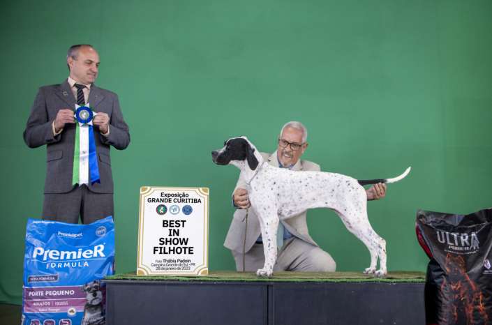 Plantel com campeões nacionais e internacionais, linhagens selecionadas de Pointer Inglês e Pintchers...
