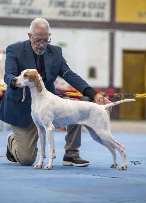 Filhotes de Pointer Ingles