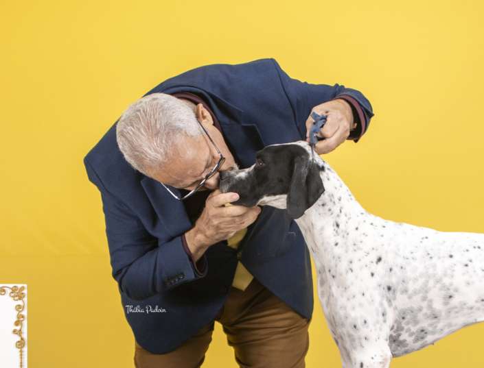 Filhotes de Pointer Ingles