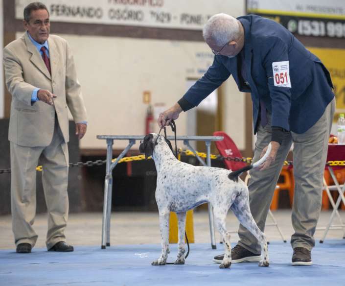 Filhotes de Pointer Ingles