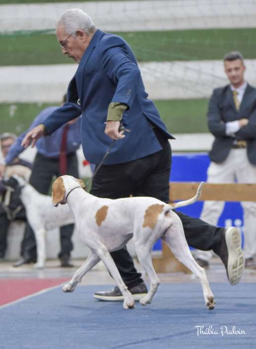 Plantel com campeões nacionais e internacionais, linhagens selecionadas de Pointer Inglês e Pintchers...