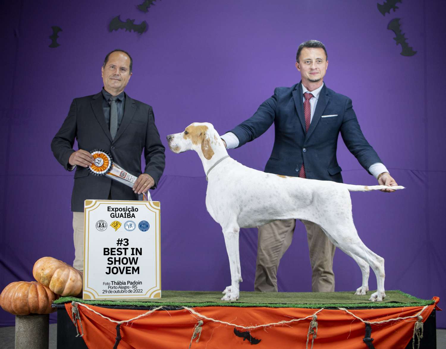 Filhotes de Pointer Ingles