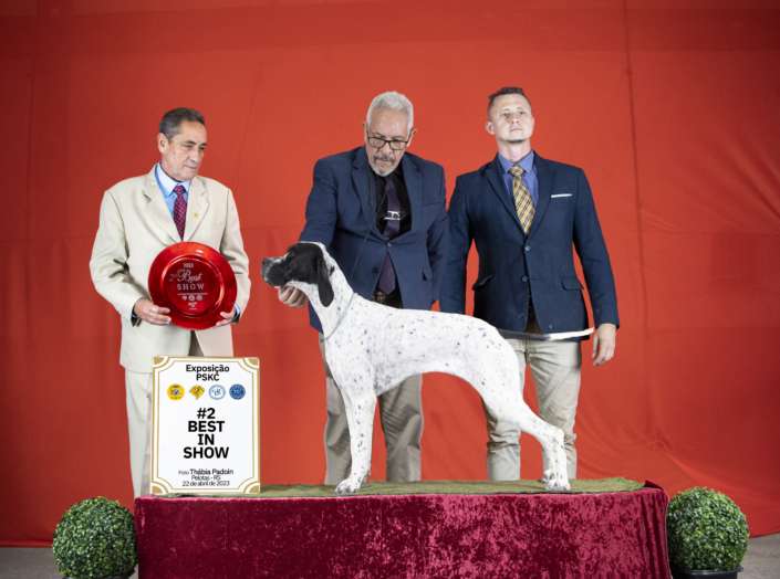 Filhotes de Pointer Ingles