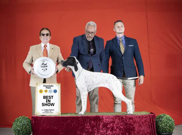 Filhotes de Pointer Ingles