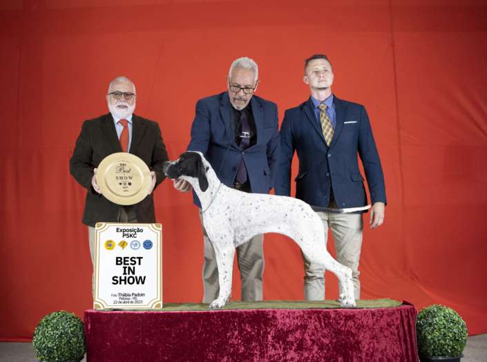 Filhotes de Pointer Ingles