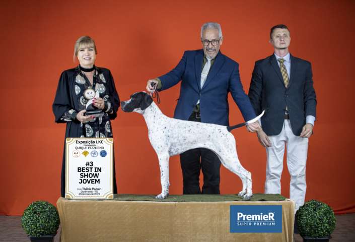 Filhotes de Pointer Ingles