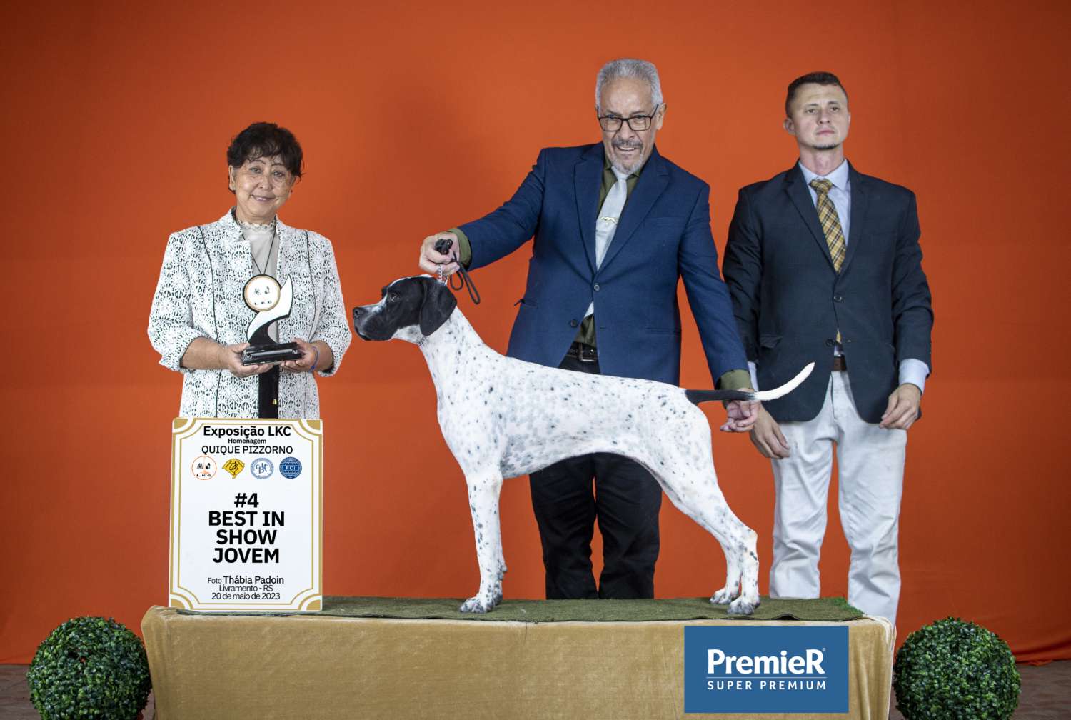 Filhotes de Pointer Ingles