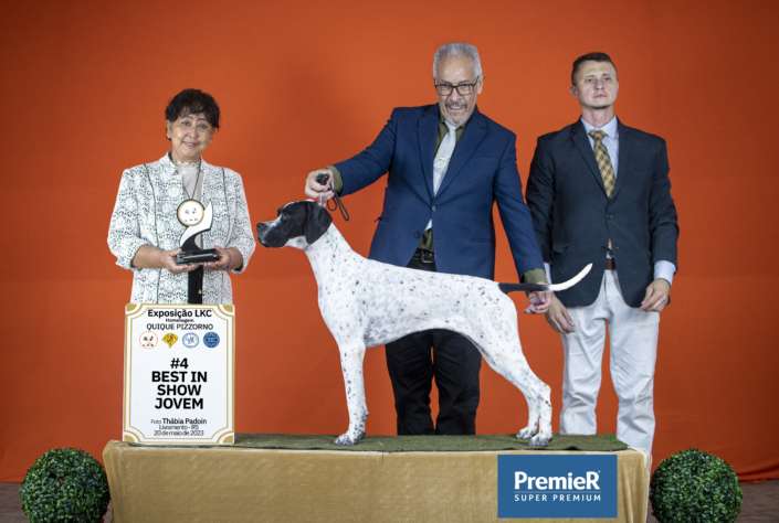 Filhotes de Pointer Ingles