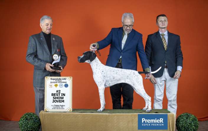 Filhotes de Pointer Ingles