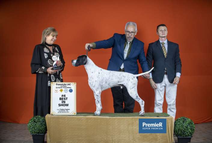 Filhotes de Pointer Ingles