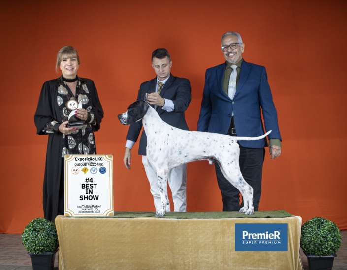 Filhotes de Pointer Ingles