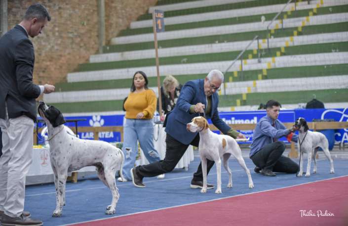 Plantel com campeões nacionais e internacionais, linhagens selecionadas de Pointer Inglês e Pintchers...