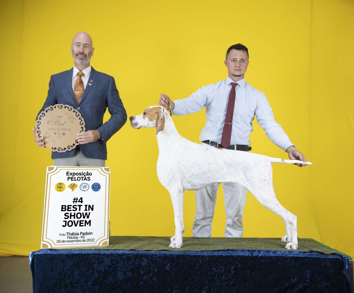 Filhotes de Pointer Ingles