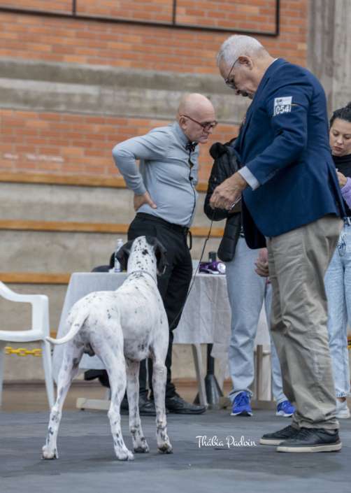 Filhotes de Pointer Ingles